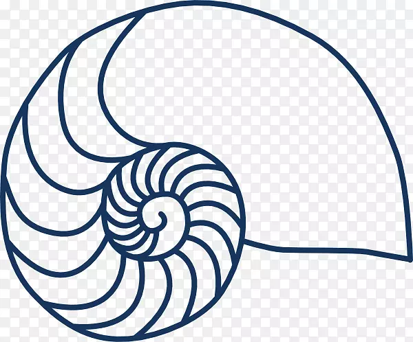 海贝壳夹艺术-贝壳轮廓
