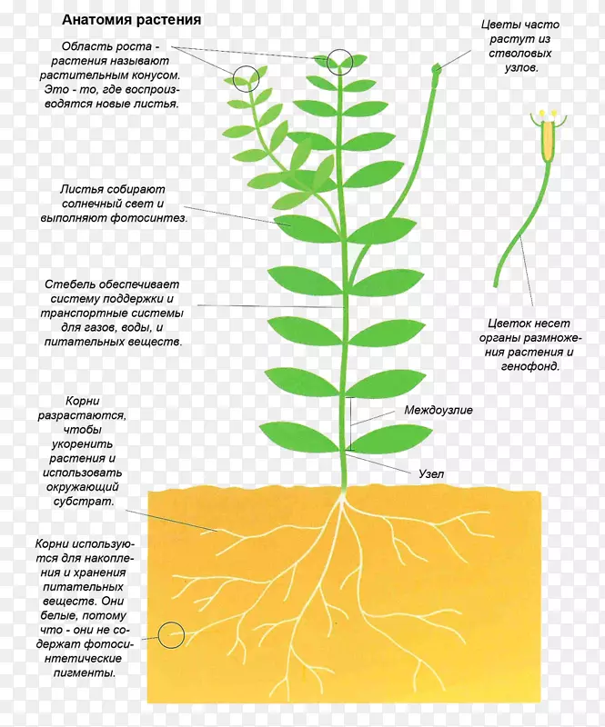 植物茎-植物解剖图