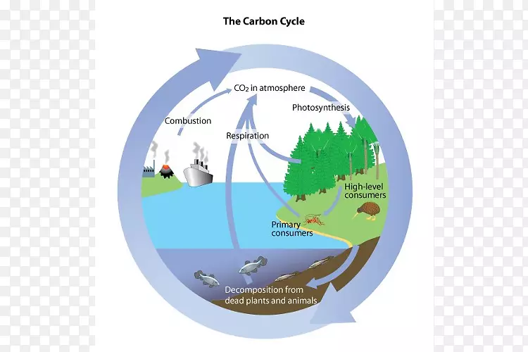 碳循环水循环生物二氧化碳氧循环碳循环
