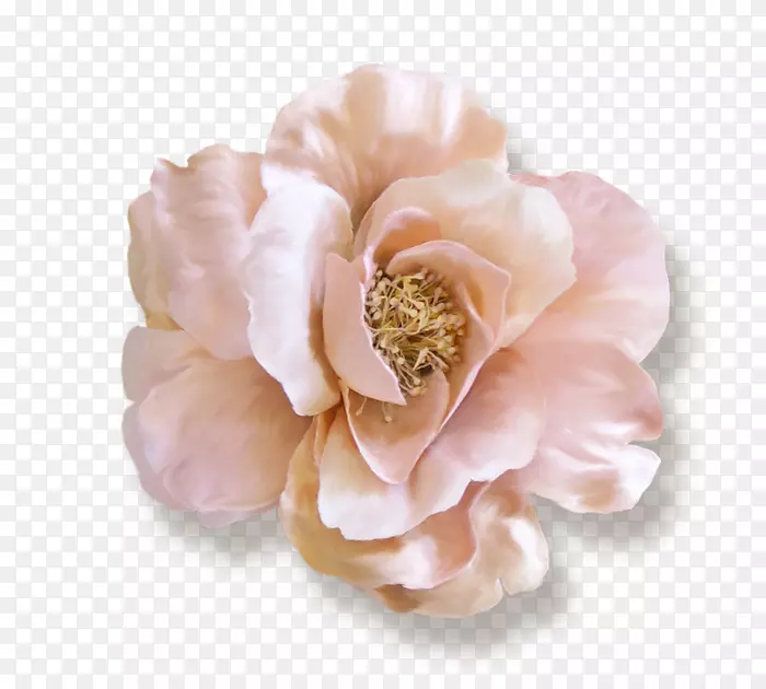 芭蕾美丽时尚卷心菜纸花园玫瑰-粉红色花边
