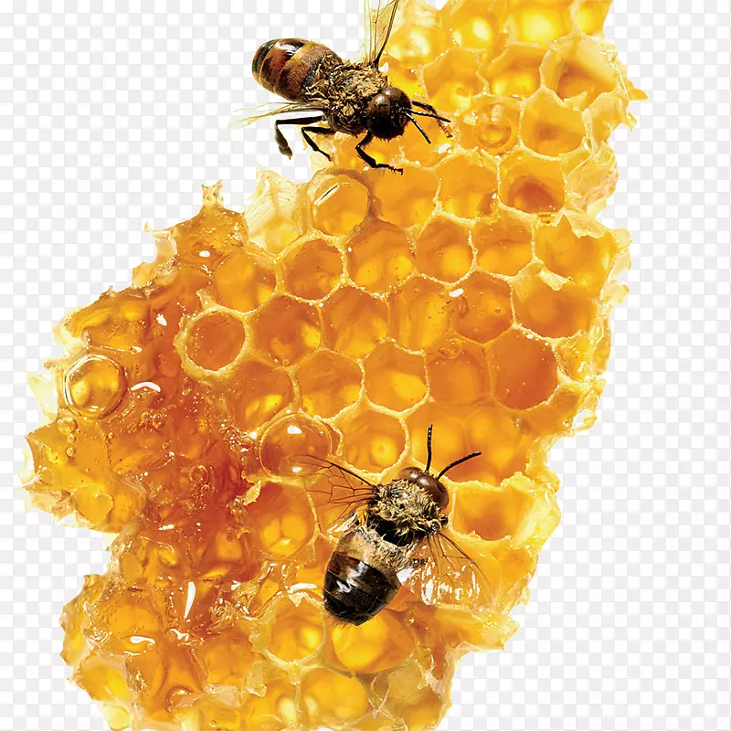 蜜蜂糖食品-蜜蜂