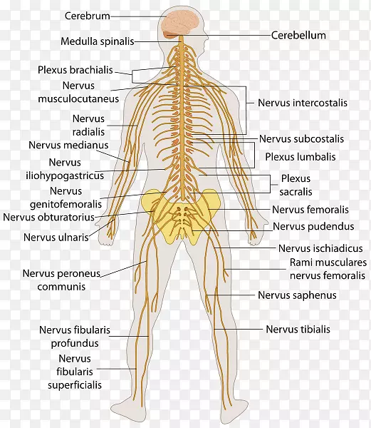 中枢神经系统人体解剖周围神经系统-脑