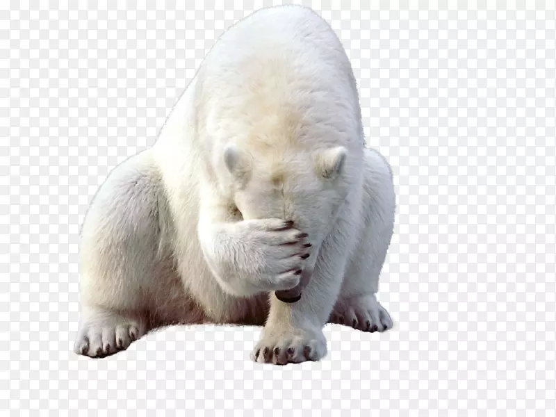 北极熊，大熊猫，海象，科迪亚克熊-北极熊