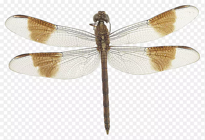 蜻蜓群奥杜邦阿卡迪亚野生动物保护区康涅狄格河梳路网翅昆虫蜻蜓