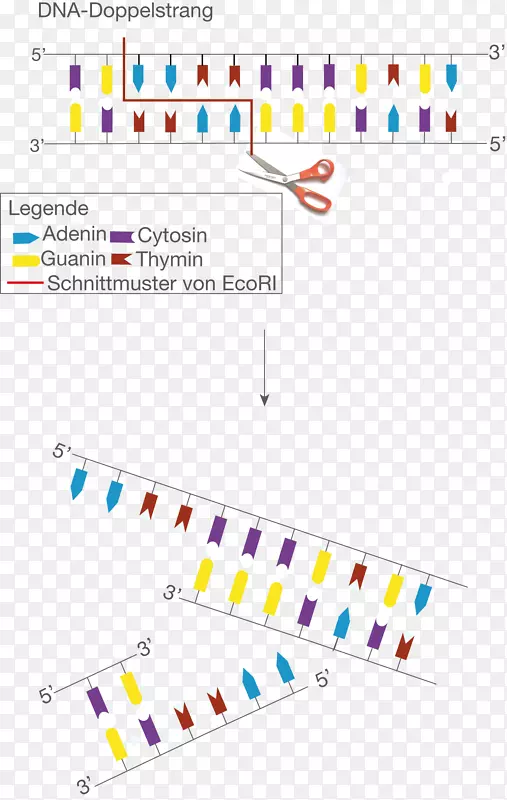 限制性内切酶ecoRI胞嘧啶粘钝末端质粒流动技术