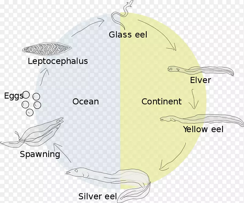 鳗鱼生活史生物生命周期欧洲鳗鱼海
