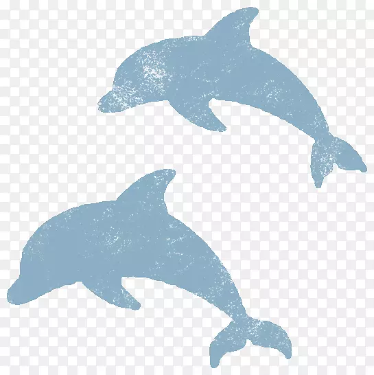 普通宽吻海豚图库溪粗齿海豚动物群海豚
