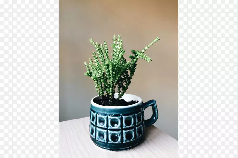 花盆陶瓷草本室内植物.设计