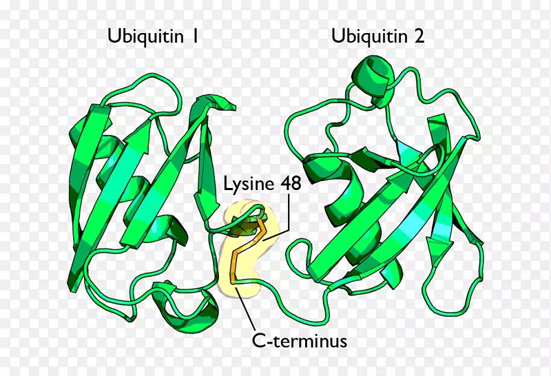 泛素激活酶赖氨酸蛋白酶体蛋白