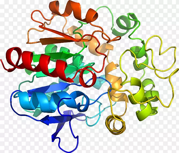 Spink1胰蛋白酶同源性模拟蛋白胰腺