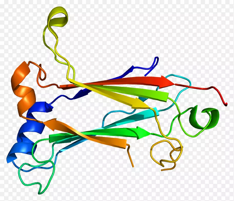 TRAF 6 TNF受体相关因子蛋白IRAK 1泛素连接酶
