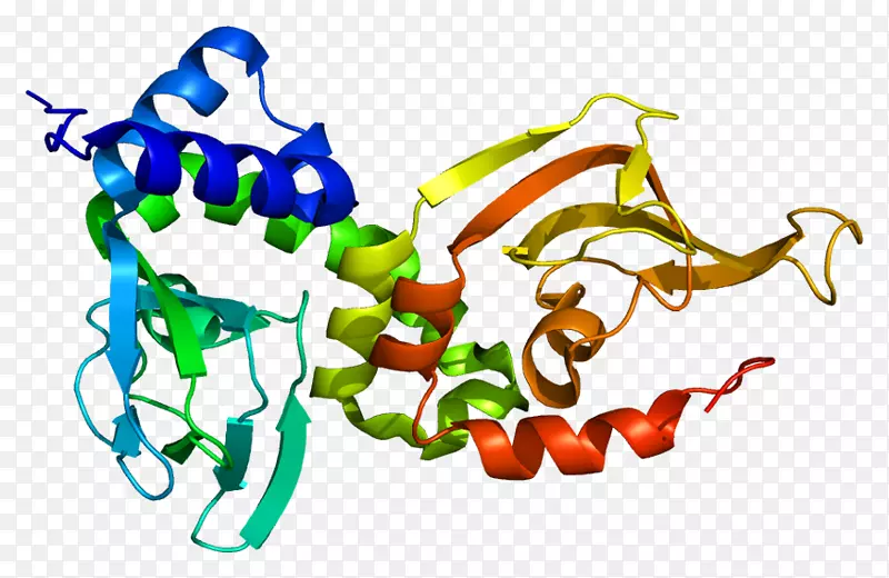 prkar1a基因蛋白激酶a Carney复合蛋白亚基