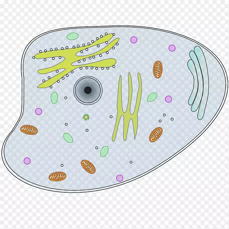 植物细胞cèl·Lula动物夹艺术-真核细胞
