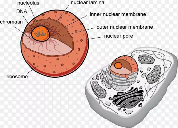 原核生物真核细胞鞭毛生物学真核细胞