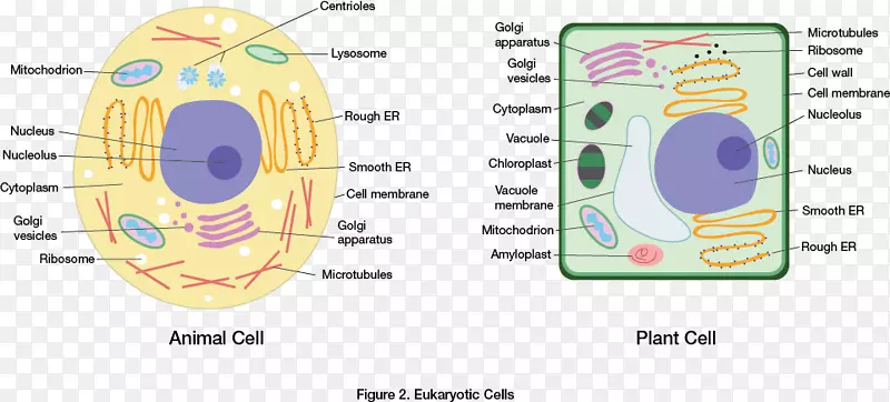 真核植物细胞cèl.Lula动物细胞壁-真核细胞