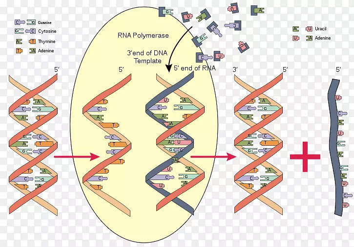 RNA聚合酶DNA生物化学-真核细胞