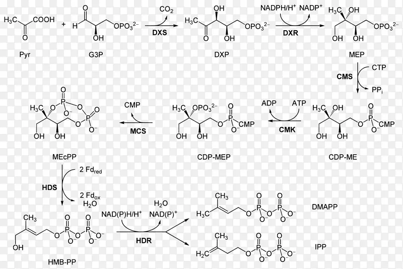 脱落酸异戊烯基焦磷酸二甲基烯丙基焦磷酸生物合成途径-植物