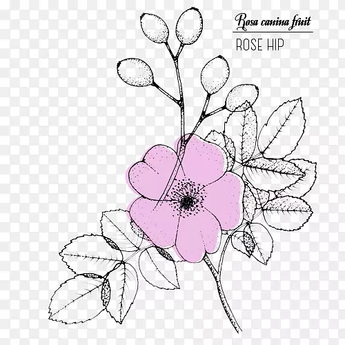 花卉设计画线艺术玫瑰素描-玫瑰