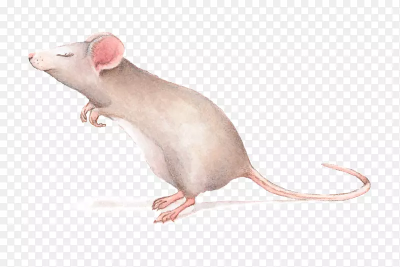 鼠沙鼠绘图-大鼠