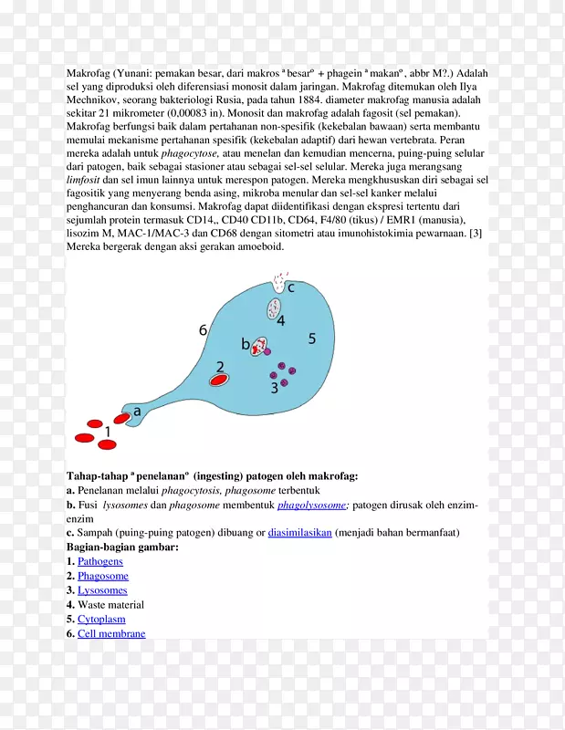 吞噬纳斯达克：严谨的有机体脂质双层吞噬细胞