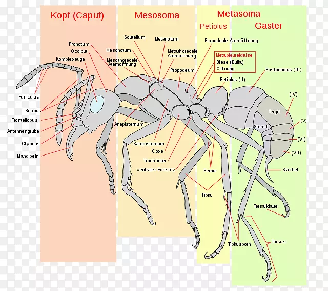 红火蚁昆虫解剖昆虫