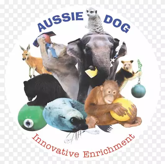 行为丰富动物澳大利亚牧羊犬饲养员-动物园