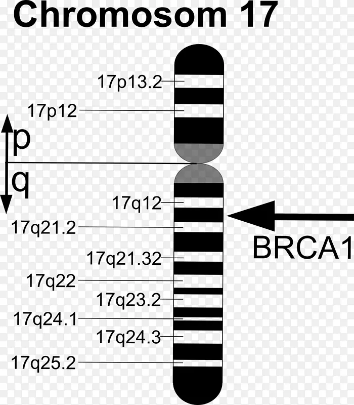 BRCA 1基因突变BRCA 2基因