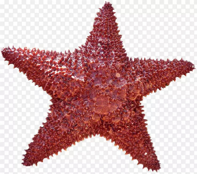 生物学中海胆的对称性-海星