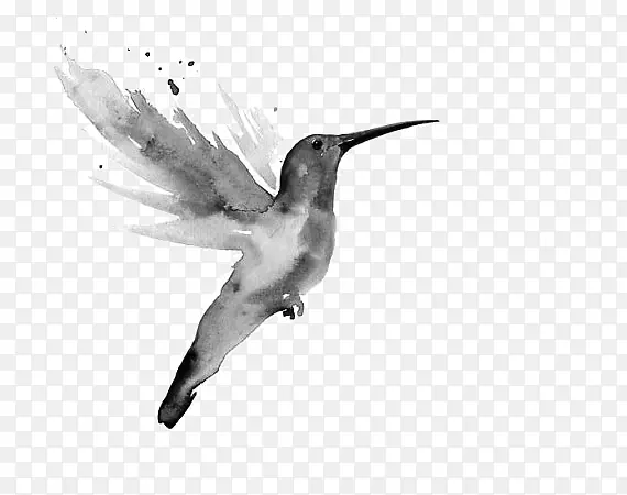 水彩画艺术蜂鸟水彩色鉛筆-绘画