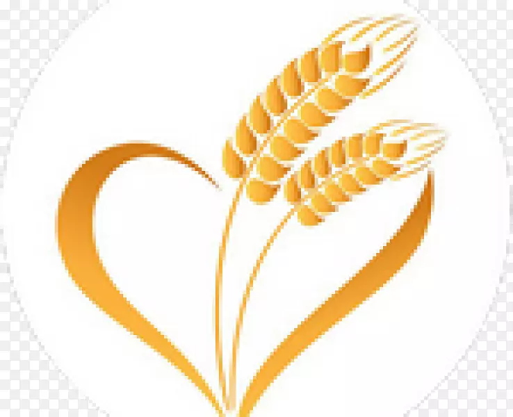 小麦颖果穗谷类食品谷物-小麦
