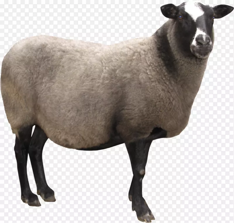 牛磺酸牛-绵羊