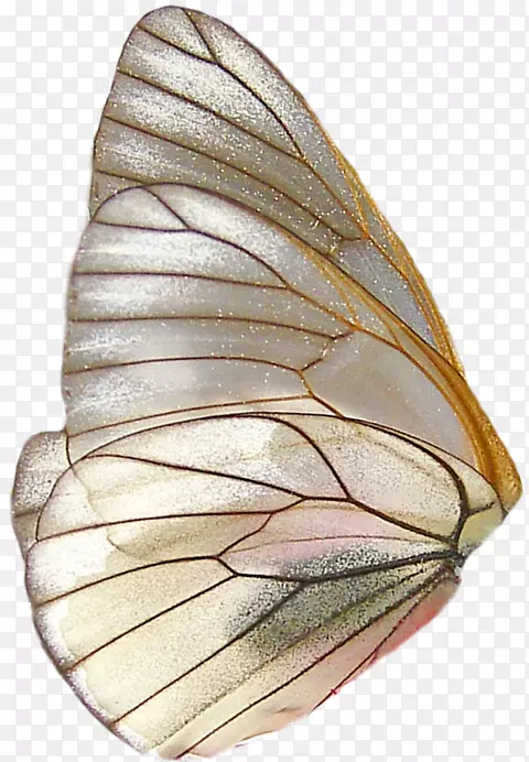 蝴蝶透明和半透明-蝴蝶