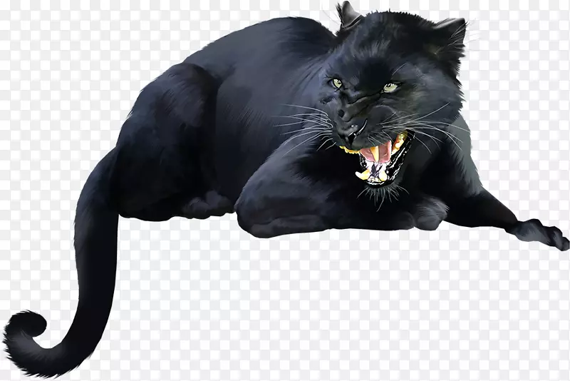 黑猫黑豹孟买猫小猫黑豹