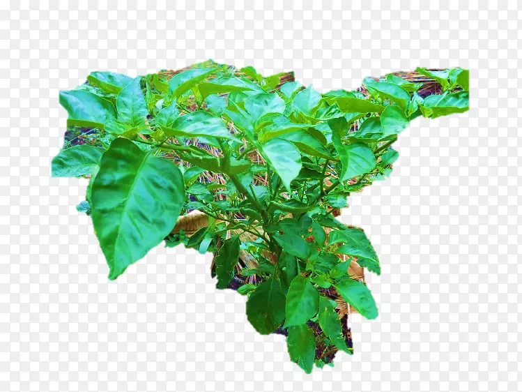 罗勒花盆叶椒植物