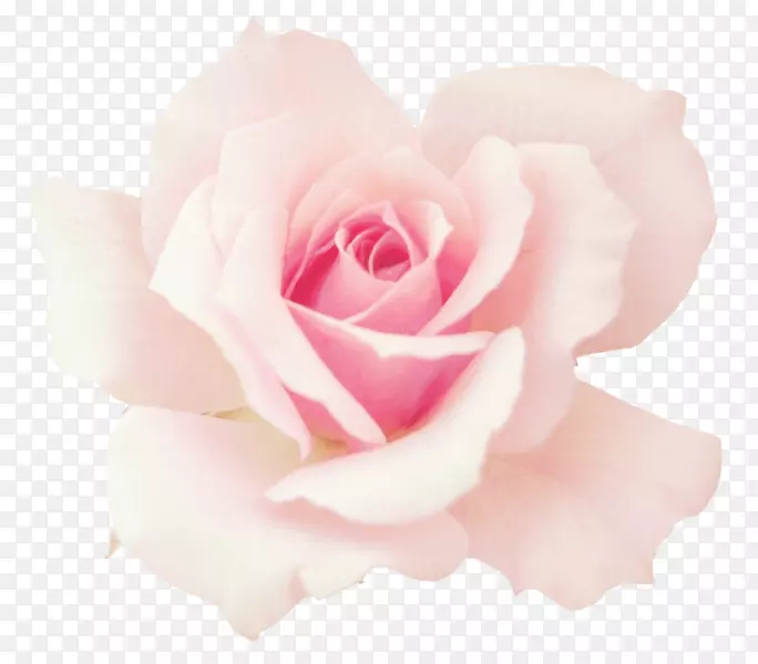 花园玫瑰，粉红色，卷心菜，玫瑰，桌面壁纸，花-花