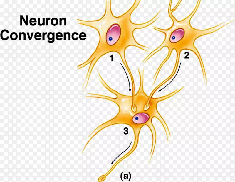 兴奋性突触后电位神经元药物神经生理学-神经元