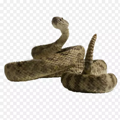 西部菱形响尾蛇爬行动物东部菱形背响尾蛇
