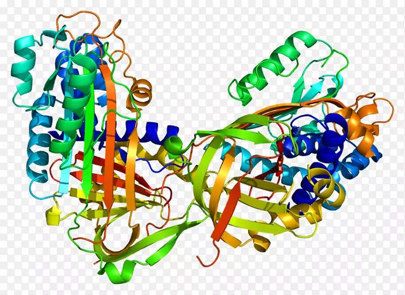 丝氨酸蛋白酶-球蛋白
