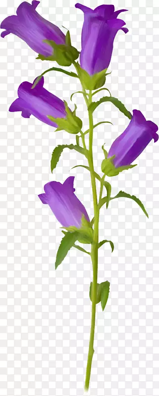 花卉紫罗兰片艺术