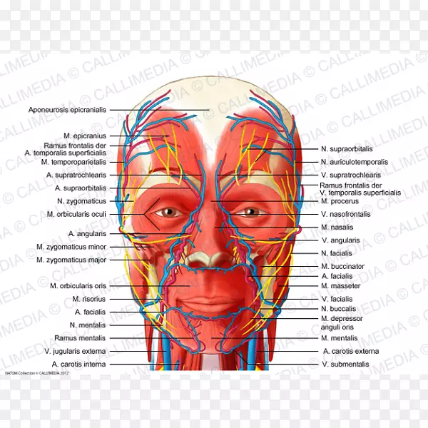 头颈部解剖血管、神经、头颈前三角