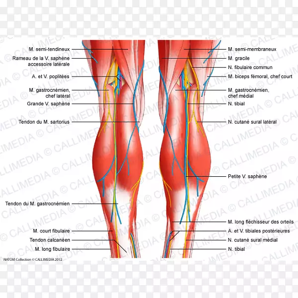 膝肌腱韧带人体肌肉消化