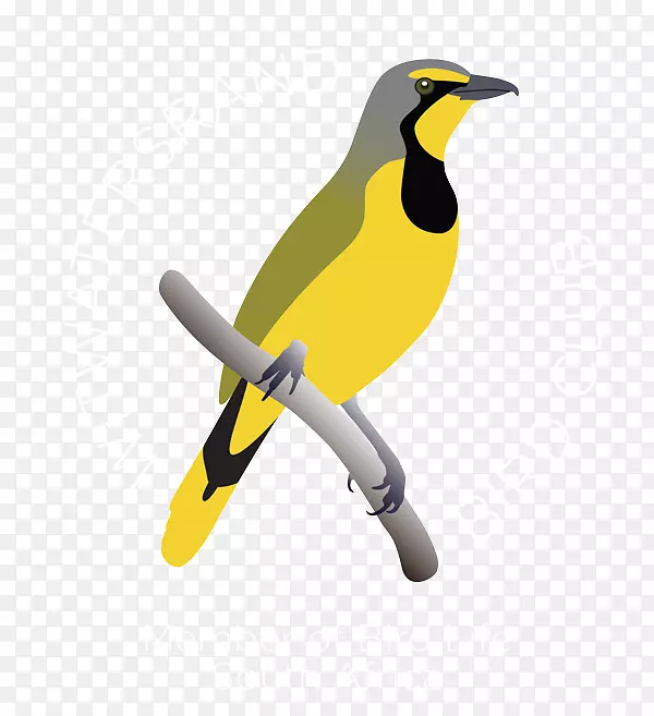 欧亚金黄雀印度金黄喙设计