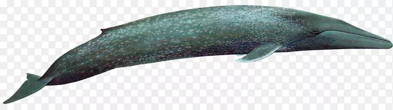 图库西海豚鲸须鲸夹艺术-海豚