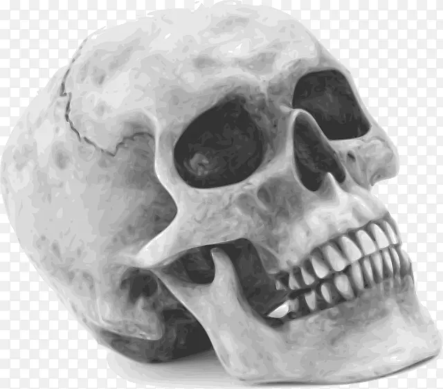 头骨人体骨骼剪贴术-头骨