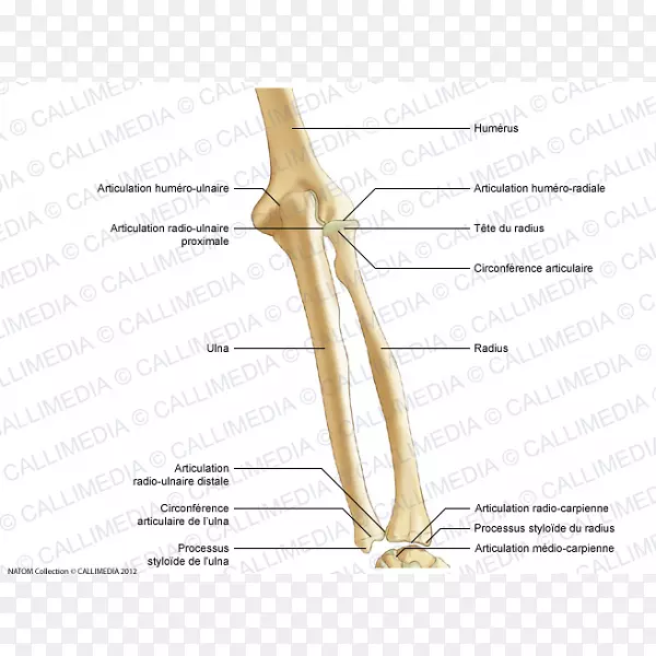 拇指肩胛骨神经设计