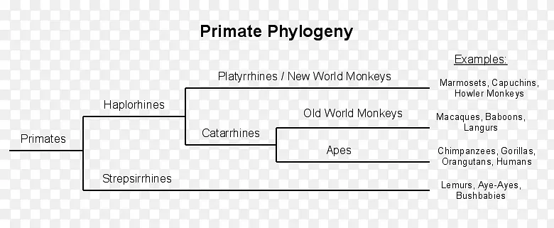 文件线角牌-旧世界猴