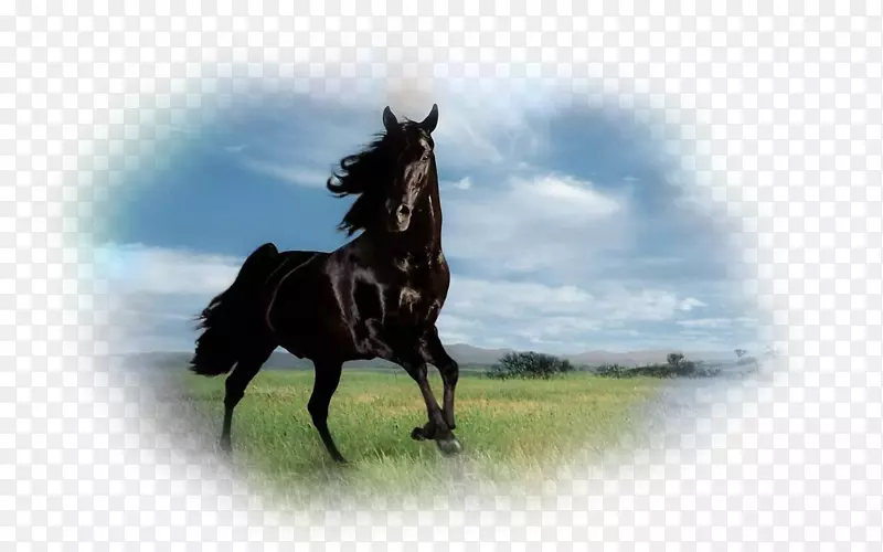 马匹纯种安达鲁西亚马桌面壁纸母马-7马