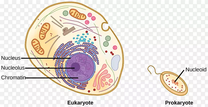 染色质真核细胞核酸序列原核