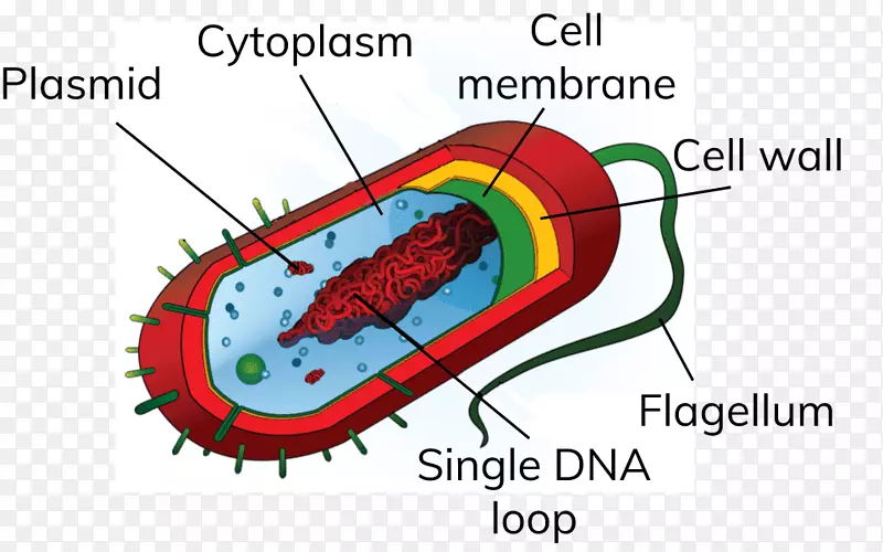 原核细菌细胞结构真核生物