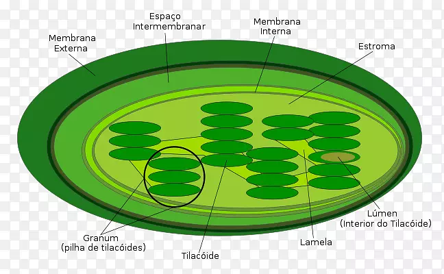 叶绿体类囊体植物细胞光合作用-植物